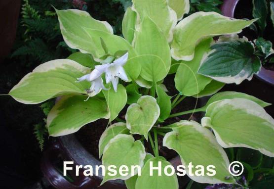 Hosta Lakeside Tee Ki