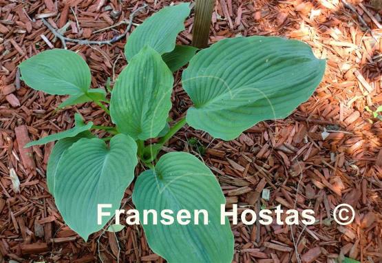 Hosta Lakeside Whispering Leaves