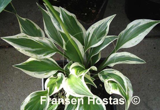 Hosta Lakeside Zinger