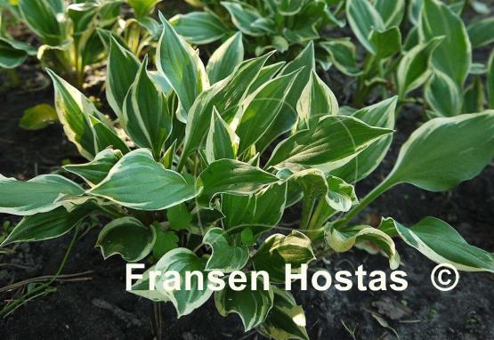 Hosta Lakeside Zinger