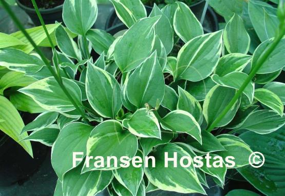 Hosta Lakeside Zinger