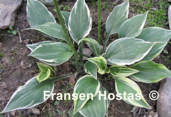 Hosta Lakeside Zinger