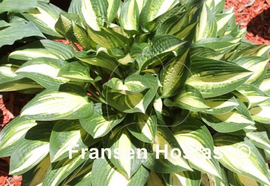 Hosta Lakeside a Go Go