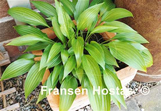 Hosta Lancifolia
