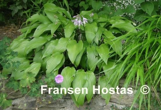 Hosta Lancifolia