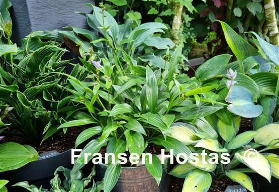 Hosta Lancifolia