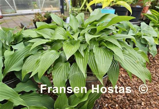 Hosta Lancifolia