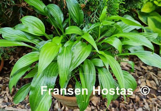 Hosta Lancifolia