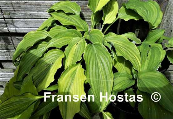 Hosta Laser Game