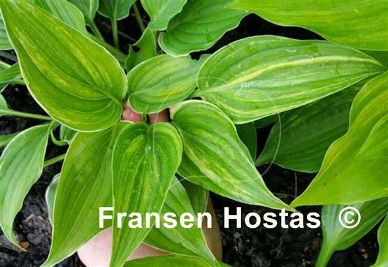 Hosta Laser Game