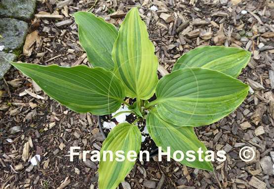 Hosta Laser Game