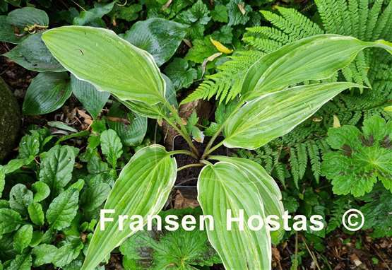 Hosta Laser Game
