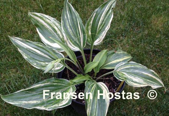 Hosta Laser Game