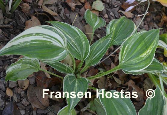 Hosta Laser Game