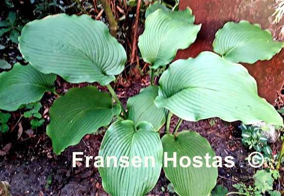 Hosta Last Train Home