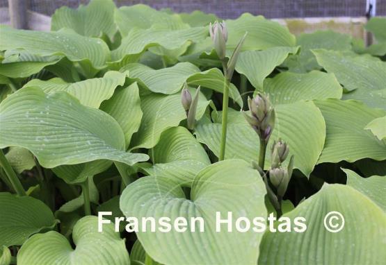 Hosta Last Train Home