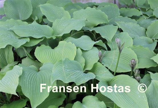 Hosta Last Train Home