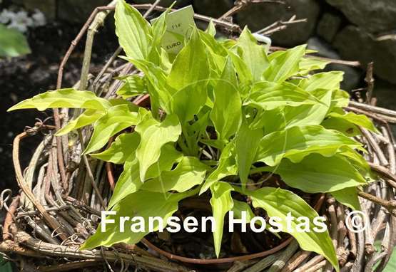 Hosta Laterna Magica
