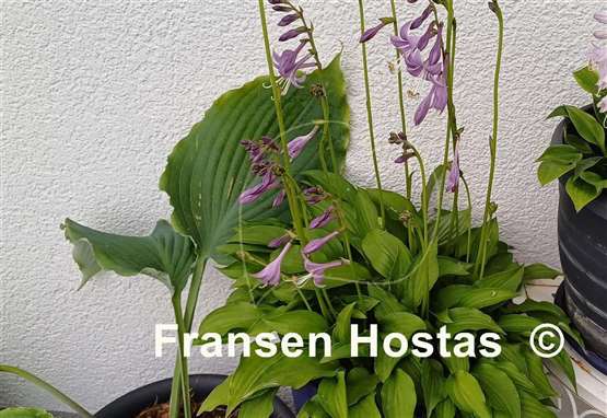 Hosta Laterna Magica