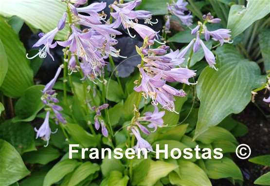 Hosta Laterna Magica