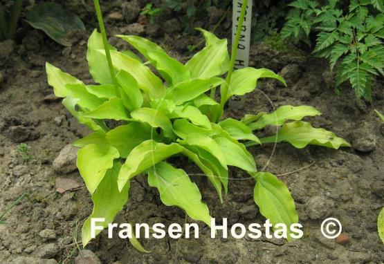 Hosta Laterna Magica