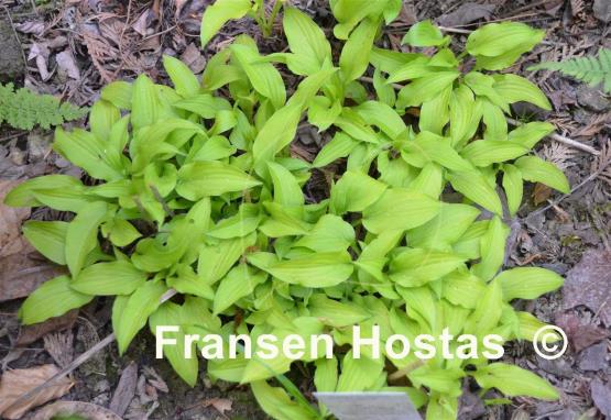 Hosta Laterna Magica