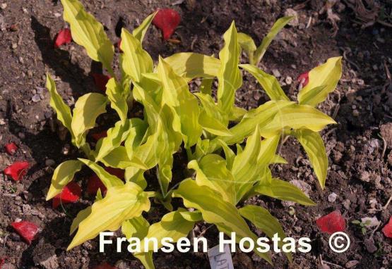 Hosta Laterna Magica