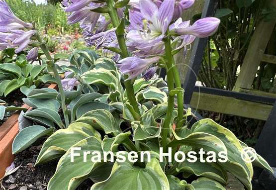 Hosta Laughing Mouse