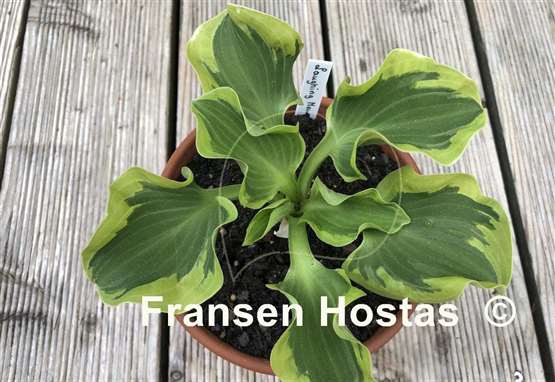 Hosta Laughing Mouse