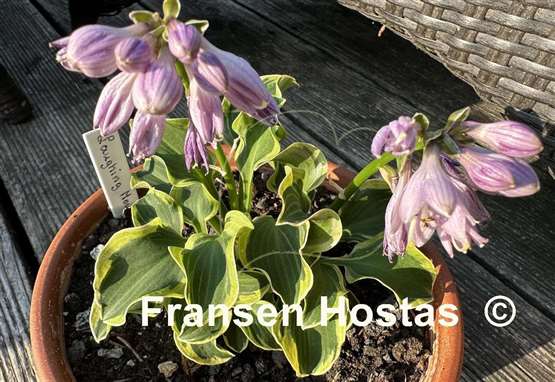 Hosta Laughing Mouse