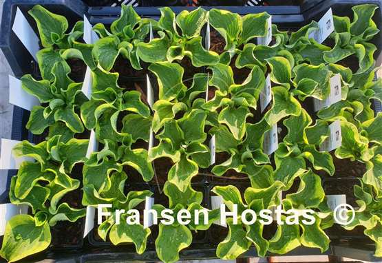 Hosta Laughing Mouse