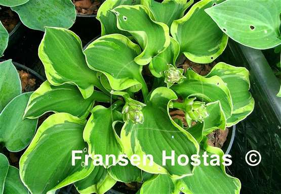 Hosta Laughing Mouse