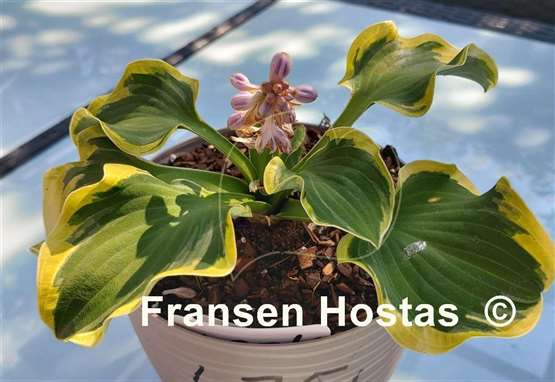 Hosta Laughing Mouse