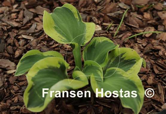 Hosta Laughing Mouse