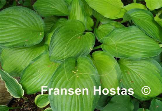 Hosta Laura Lanier