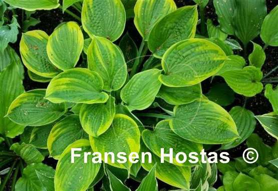 Hosta Laura and Darrell