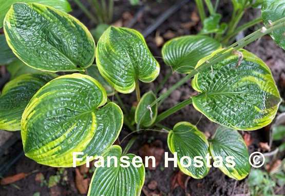 Hosta Laura and Darrell