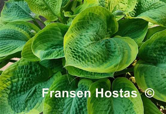 Hosta Laura and Darrell