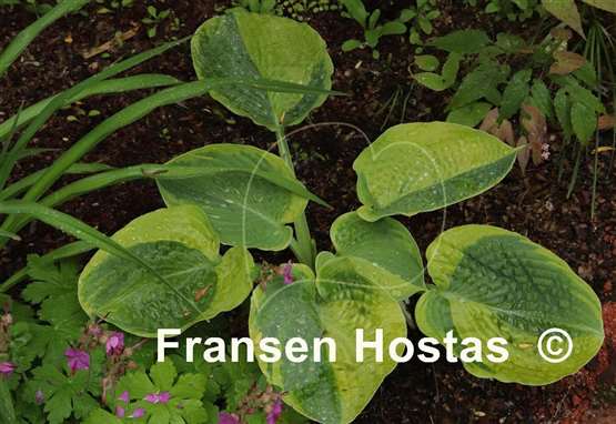 Hosta Laura and Darrell