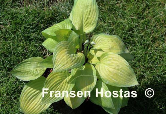 Hosta Laura Lanier