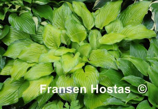 Hosta Laura Lanier