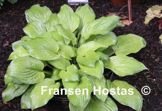 Hosta Laura Lanier