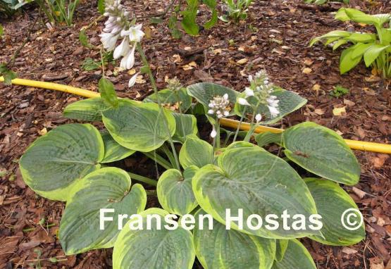 Hosta Laura and Darrell