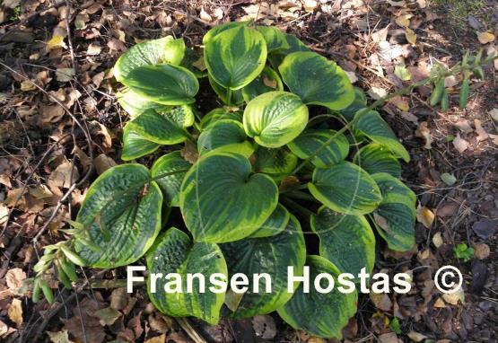 Hosta Laura and Darrell