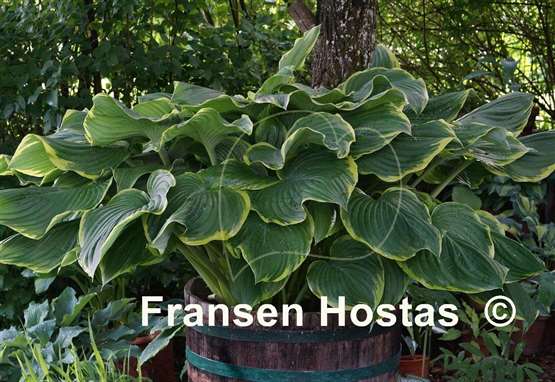 Hosta Leading Lady