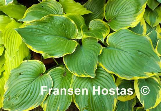 Hosta Leading Lady