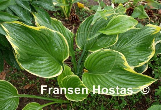 Hosta Leading Lady