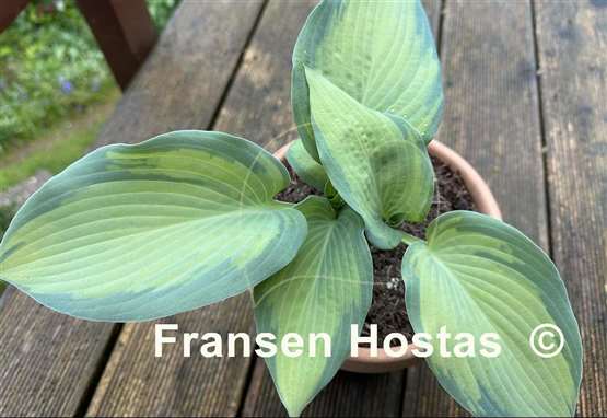 Hosta Lean on Me