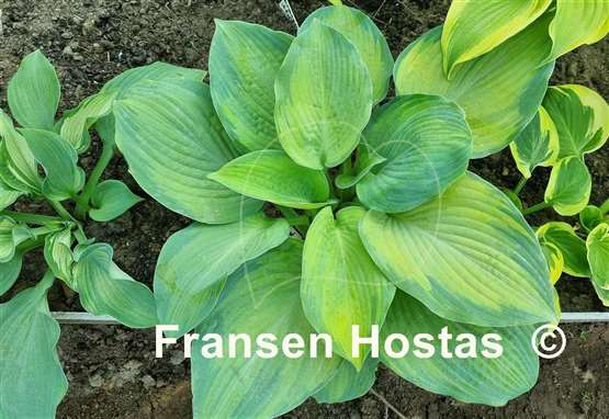 Hosta Lean on Me