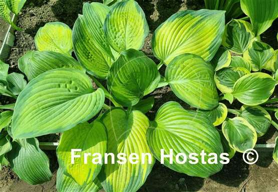 Hosta Lean on Me